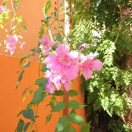 Calypso Apartmán Collioure